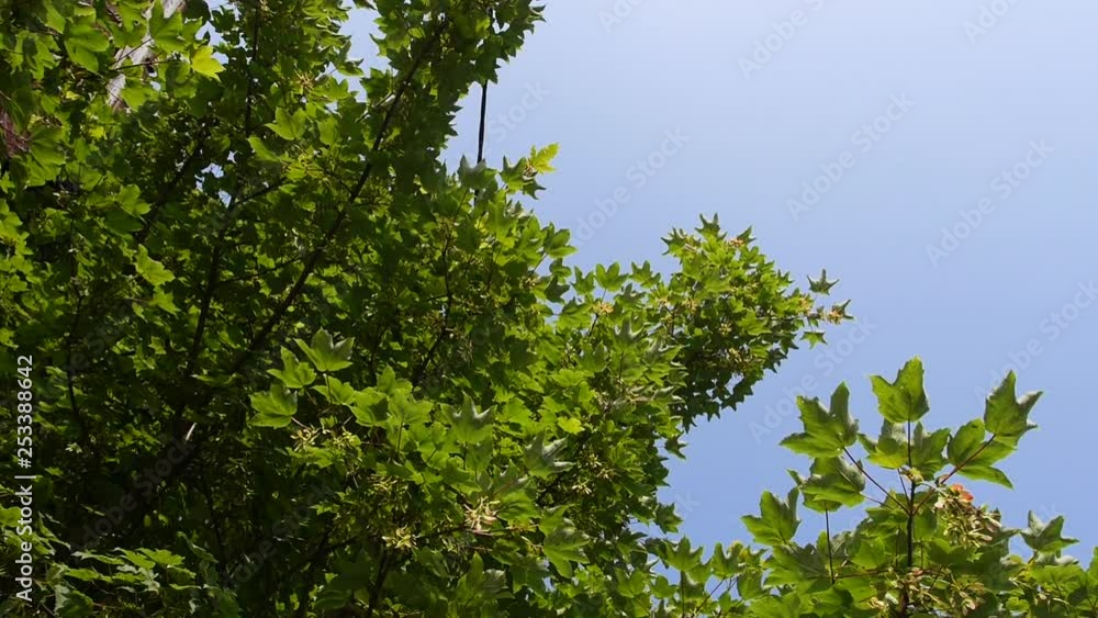 A blue sky and green tree A blue sky and green tree