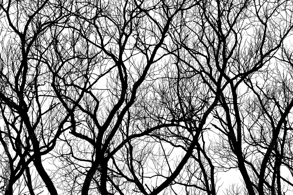 Trees Branches Silhouette Trees Branches Silhouette