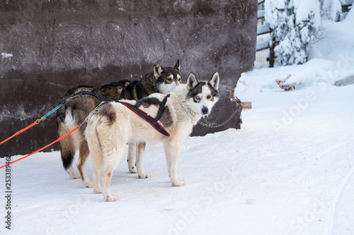 harness dogs Husky. Rest in Finnish Lapland.