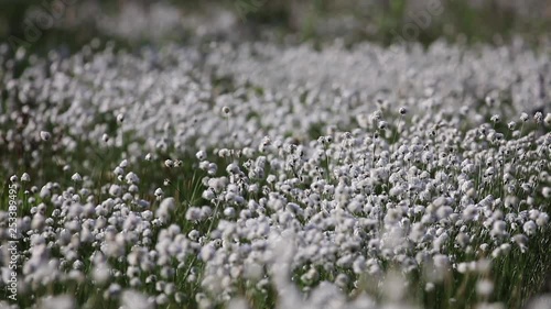 Hare's-tail cottongrass, tussock cottongrass, Hare's-tail cottongrass, Eriophorum vaginatum at blooming period photo