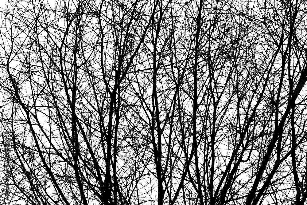 Trees Black and White Texture