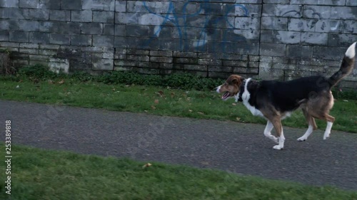 Happy dog running slo-mo photo