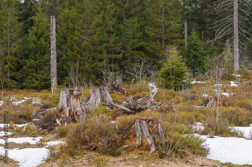 Foto Geschädigte Bäume im Schwarzwald