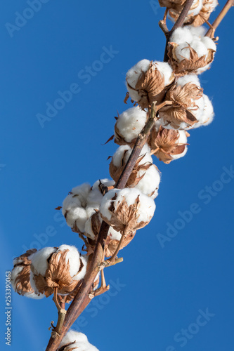 cotton branch against blue sky