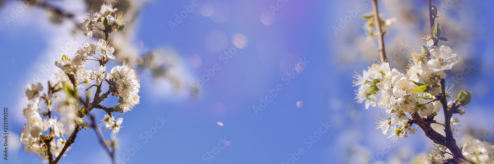 Panorama of beautiful pink sakura left and right side in spring with bokeh Panorama of beautiful pink sakura left and right side in spring with bokeh