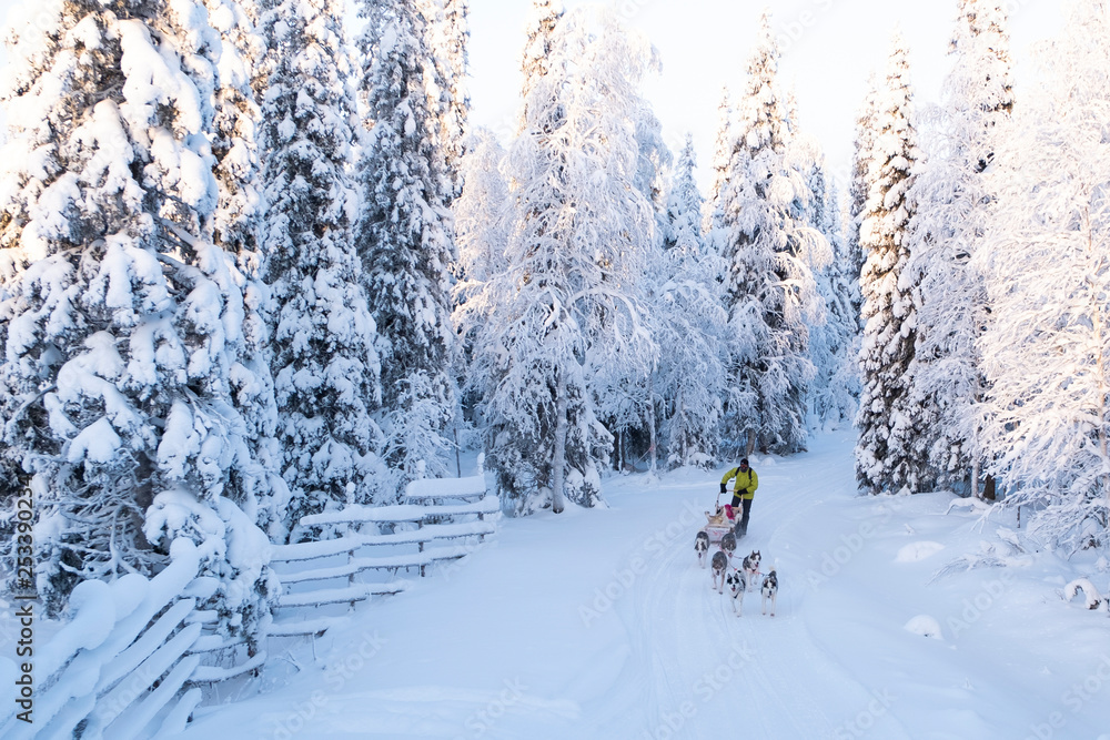 Husky, dog sledding trip. Rest in Finnish Lapland. Husky, dog sledding trip. Rest in Finnish Lapland.