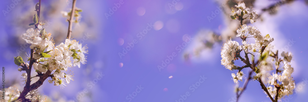 Softcolor of beautiful pink sakura left and right side in spring with bokeh