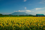 The beautiful Mount Yotei with sunflower blossom and a house