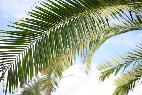 Green leaf of tropical palm tree outside