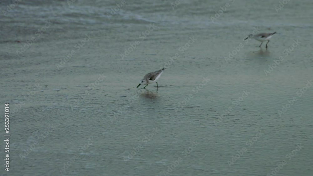 Sanderlings search for food along a Florida beach. They fly away when a wave comes into shore. Shot in slow motion Sanderlings search for food along a Florida beach. They fly away when a wave comes into shore. Shot in slow motion
