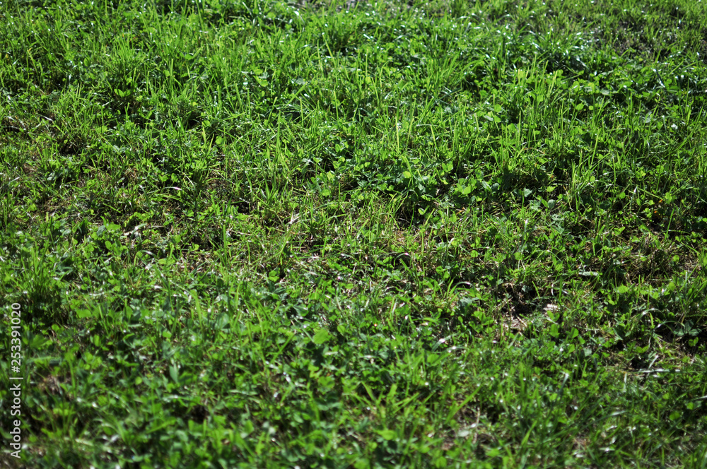 Gras Gras