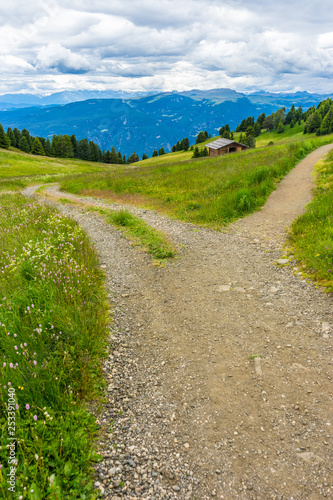 Alpe di Siusi, Seiser Alm with Sassolungo Langkofel Dolomite, a trekking walking winding path splits in a lush green field