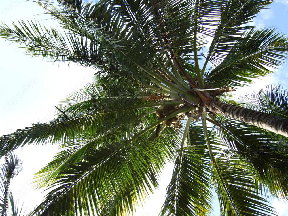 Palme Palme