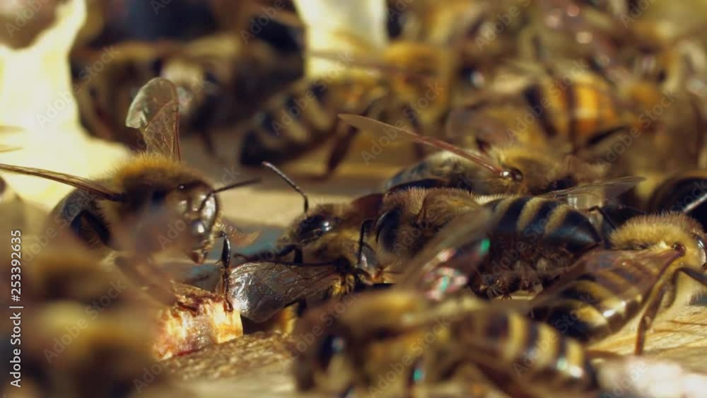 Bees on bees nest,working bees on honeycomb. Working bees on honeycomb Bees on bees nest,working bees on honeycomb. Working bees on honeycomb