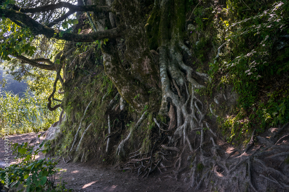 Fototapeta premium Tree with roots above the soil in Plitvice Lakes National Park, Croatia.