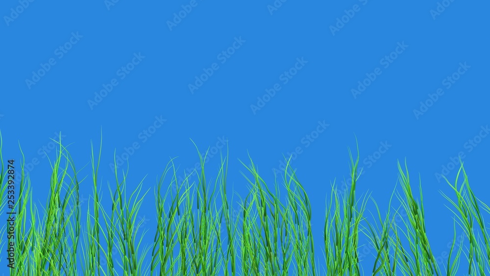 Kelp, sea weed, grasses. Isolated on Solid blue background . 3d render . Short stems Kelp, sea weed, grasses. Isolated on Solid blue background . 3d render . Short stems