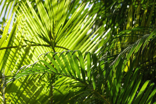 Fototapeta Naklejka Na Ścianę i Meble -  tropical coconut palm leaves natural background