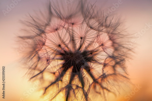 Busterblume Wiesenbocksbart Sonnenuntergang