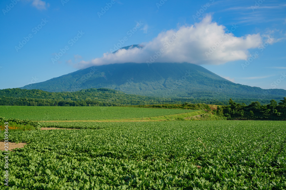 The beautiful Mount Yotei with vegtable farm