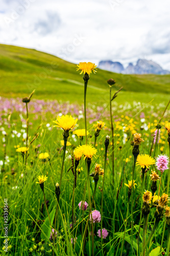 Alpe di Siusi, Seiser Alm with Sassolungo Langkofel Dolomite, a yellow flower in a field