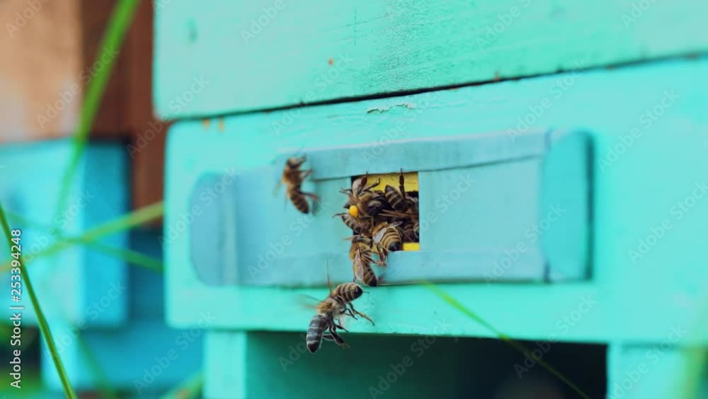 Slow motion of honey bees flying around beehive Slow motion of honey bees flying around beehive