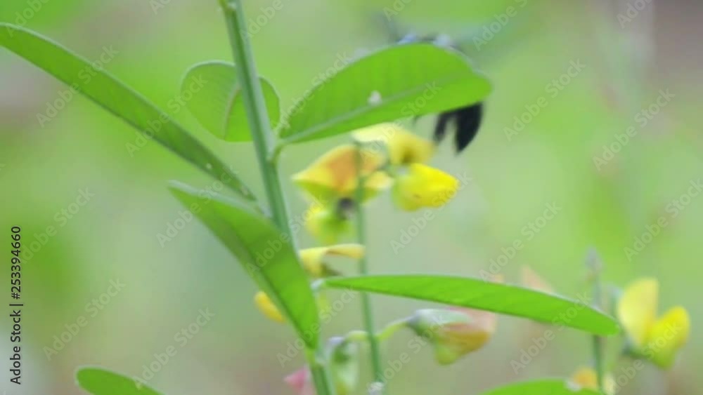 Closeup shot of a black bumblebee sucking nectar from a yellow flower on a plant during day light Closeup shot of a black bumblebee sucking nectar from a yellow flower on a plant during day light