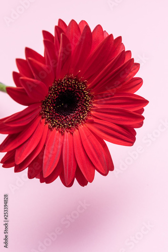 Red chrysanthemum flower on pink background with place for text
