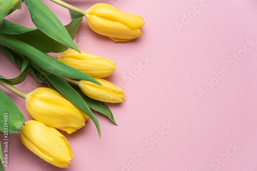 flowers yellow tulips on a pink background with