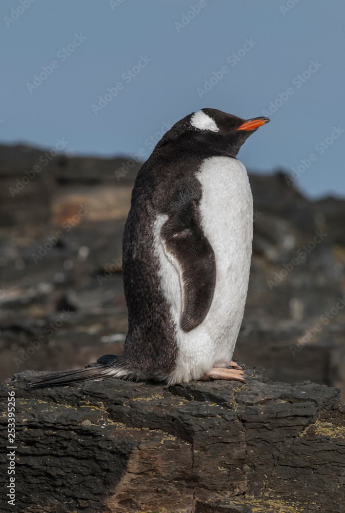 Naklejka premium Gentoo Penguin,Hannah Point, Antartica