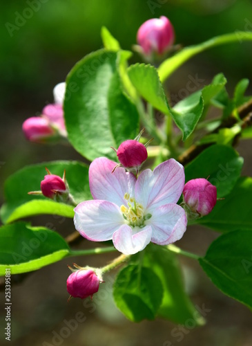 Apfelblüten im schönen Südtirol