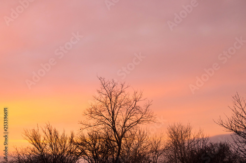 Fototapeta Naklejka Na Ścianę i Meble -  silhouette of a tree at sunset