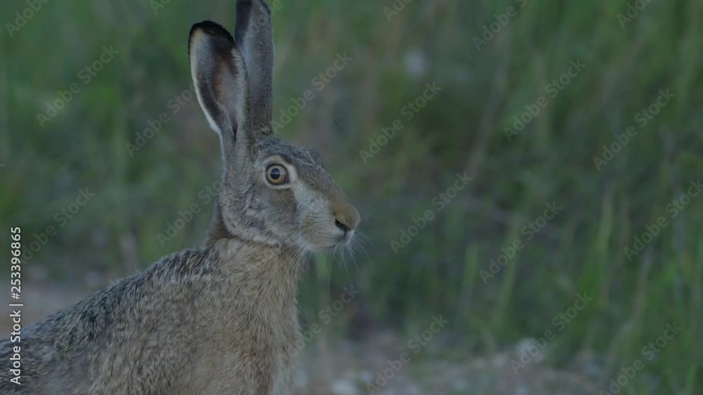Wild hare running and eating on the road slow motion with big eyes Wild hare running and eating on the road slow motion with big eyes