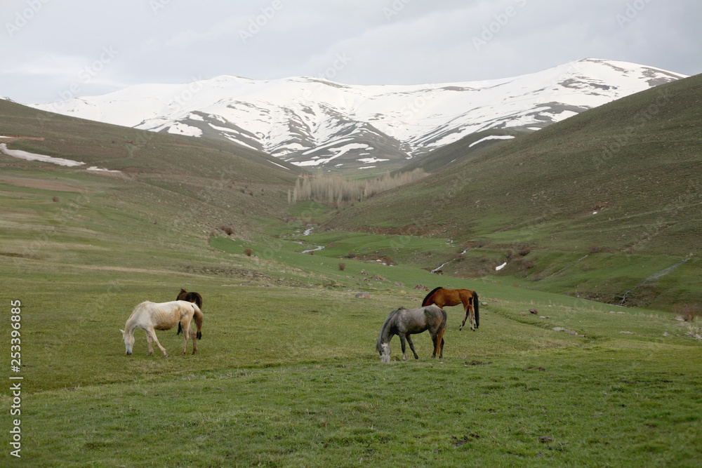 Obraz premium herd of horse grazing in mountains