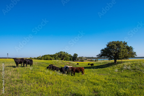 Fototapeta Naklejka Na Ścianę i Meble -  Pampas Plain Landscape and cows,Patagonia