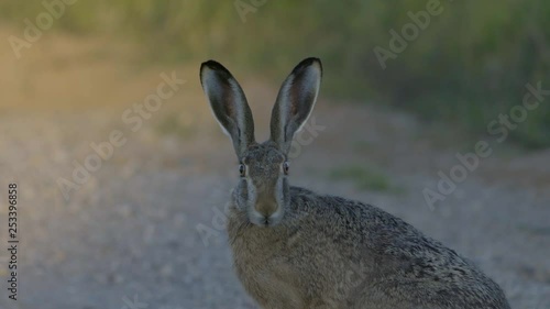 Wild hare running and eating on the road slow motion with big eyes