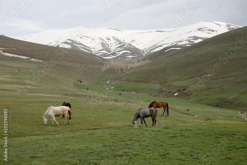 herd of horse grazing in mountains