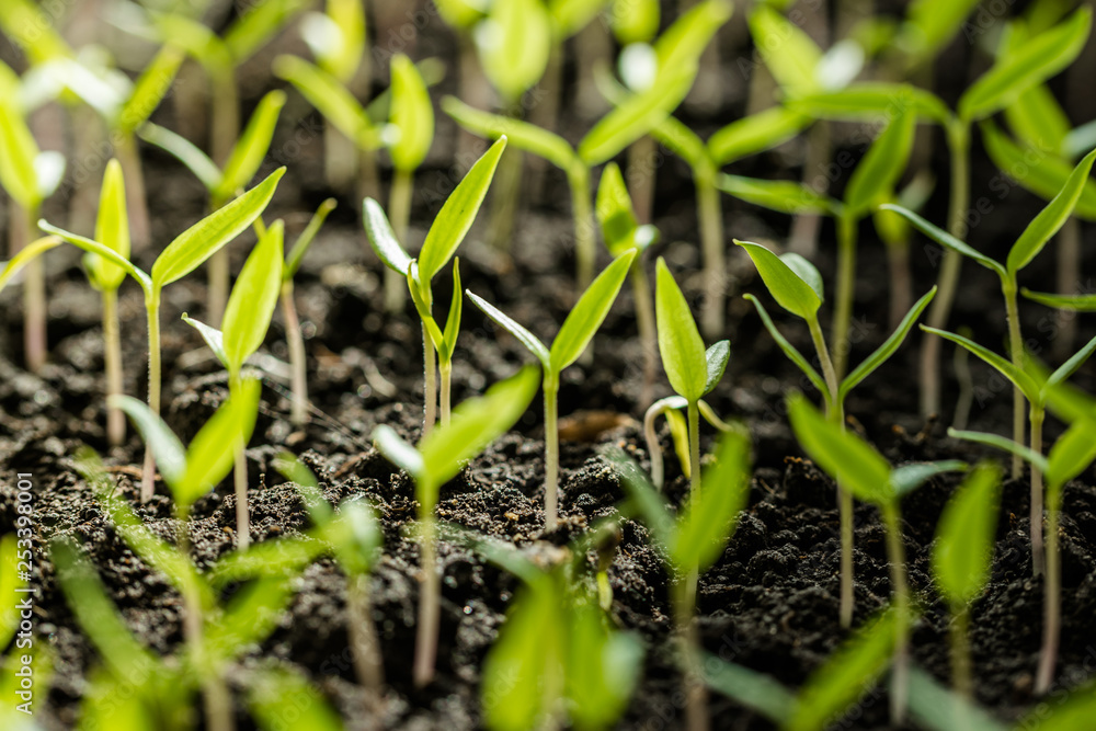 Sunny garden and spring vegetable sprouts Sunny garden and spring vegetable sprouts
