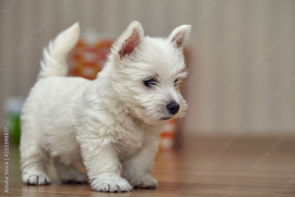 Small West Highland Terrier Puppy on Human Bed Stock Photo | Adobe Stock