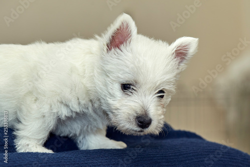 Small West Highland Terrier Puppy on Human Bed