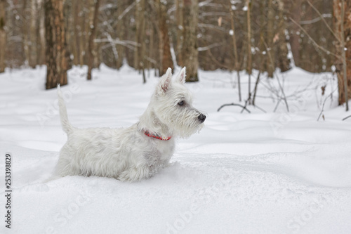 Puppy of West Highland White Terrier in winter forest. © Сергей Детюков