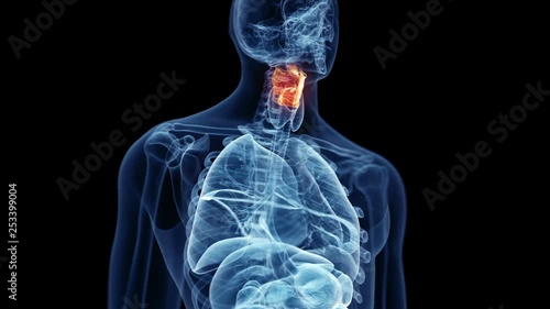 Human larynx photo