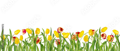 Beautiful vivid red and yellow tulips on long stems with green leaves in seamless border. Isolated on white background. Bright spring flowers #253399072