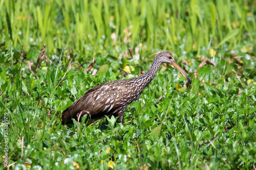 Limpkin in the Wetlands of Florida
