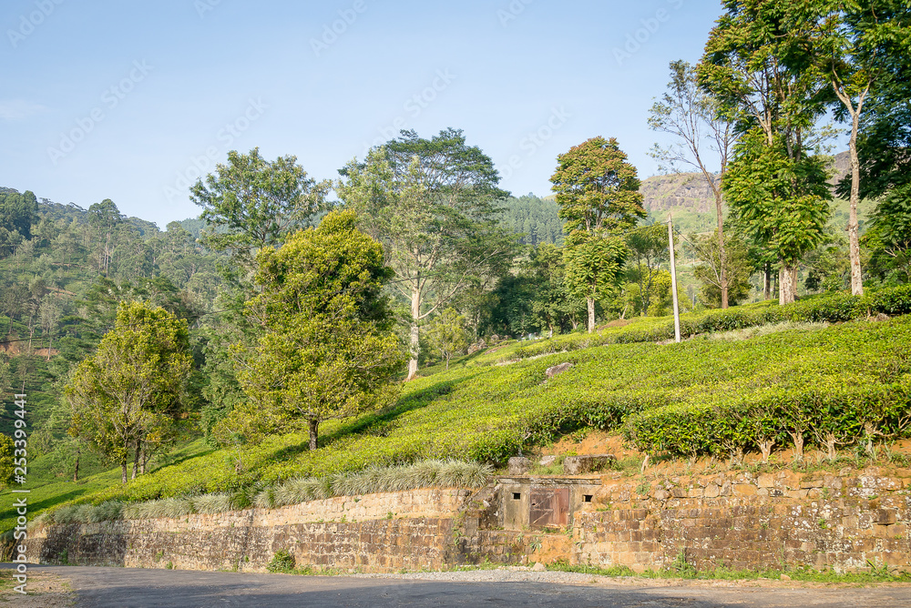 Tea Plantation Tea Plantation