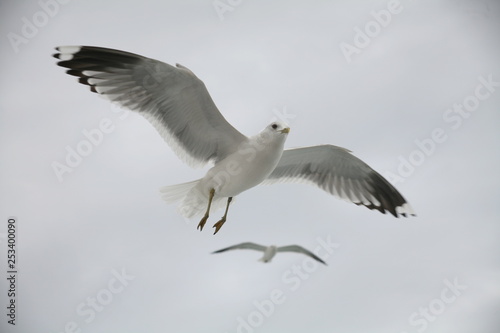 seagull in flight