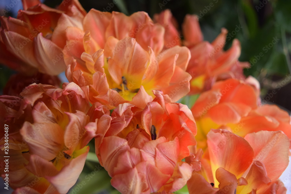 red tulips in the garden, flower, red, tulip, spring, tulips, nature, flowers,blossom, bloom, beautiful, bouquet,orange, summer tulips, flower, orange, tulip, nature, red, flowers, green, blossom red tulips in the garden, flower, red, tulip, spring, tulips, nature, flowers,blossom, bloom, beautiful, bouquet,orange, summer tulips, flower, orange, tulip, nature, red, flowers, green, blossom