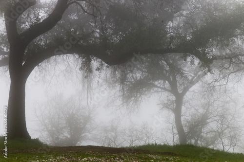 Fotografija Santa Paula Califonria Outdoors in Spring on a cloudy day