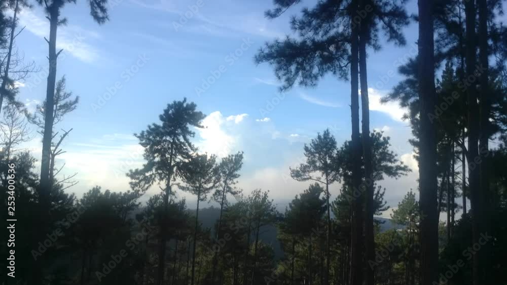 Pine Trees and Sky view Pine Trees and Sky view