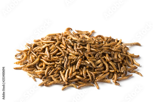 Dried mealworms photo