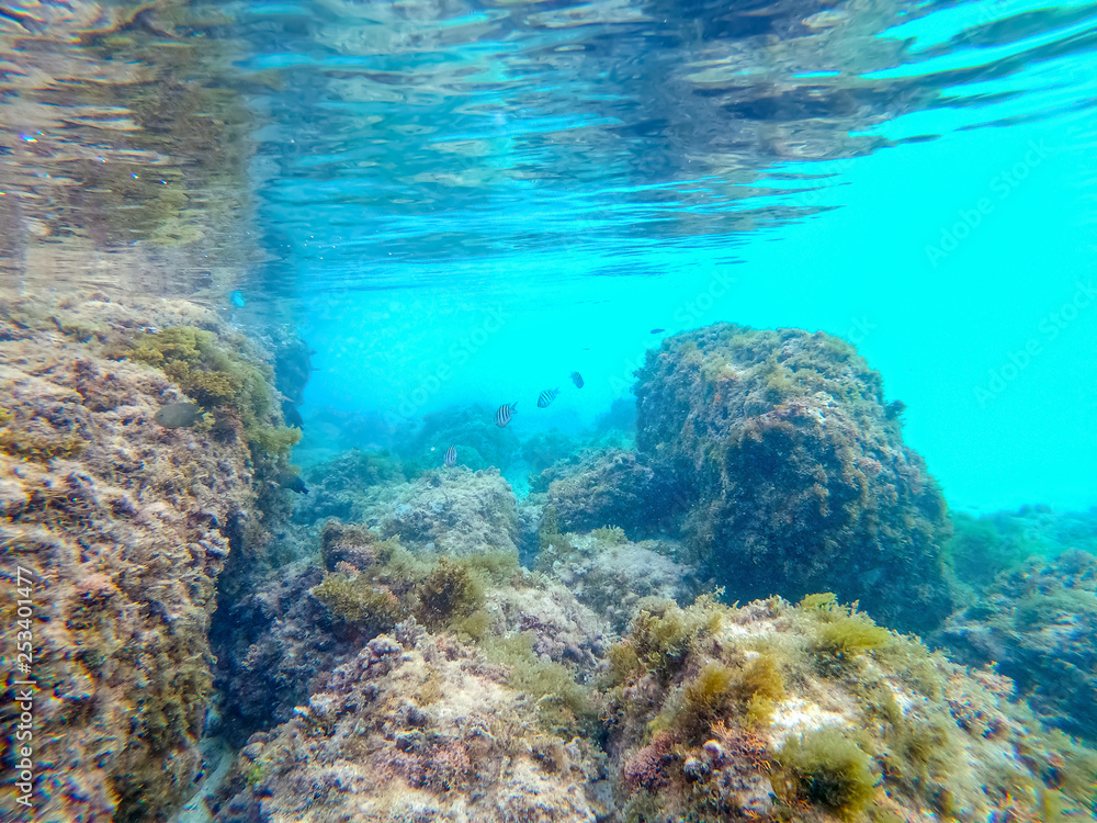 Underwater view of tropical fish in Souffleur beach in Guadeloupe Underwater view of tropical fish in Souffleur beach in Guadeloupe